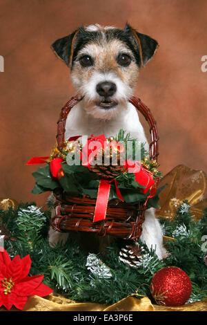 Parson Jack Russell Terrier zu Weihnachten Stockfoto