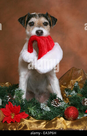 Parson Jack Russell Terrier zu Weihnachten Stockfoto