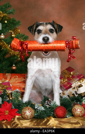 Parson Jack Russell Terrier zu Weihnachten Stockfoto