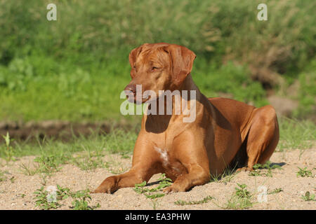 Rhodesian Ridgeback liegend Stockfoto