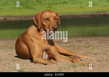 Rhodesian Ridgeback liegend Stockfoto