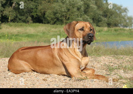 Rhodesian Ridgeback liegend Stockfoto