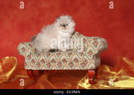 Perser Kätzchen auf sofa Stockfoto