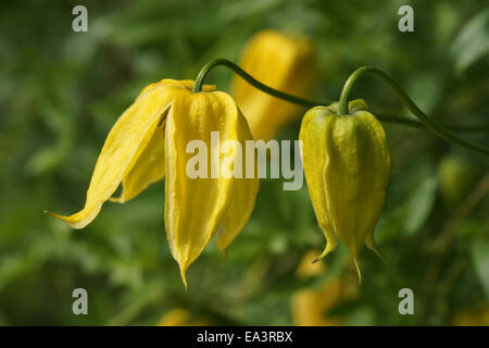 Goldene clematis Stockfoto