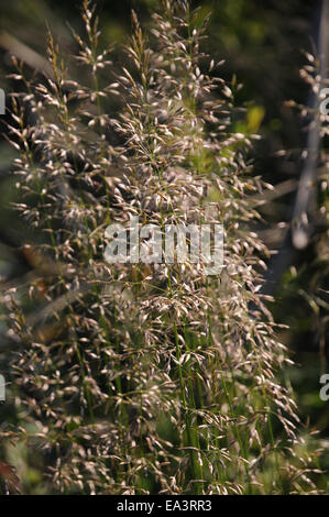 Wiese Rasen Stockfoto