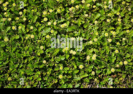 New Zealand Messing bottons Stockfoto