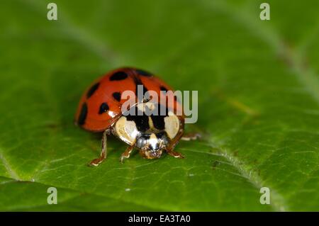 Bunte asiatische Ladybeetle - asiatische Marienkäfer - Harlekin-Marienkäfer (Harmonia Axyridis) Imago auf Blatt Stockfoto