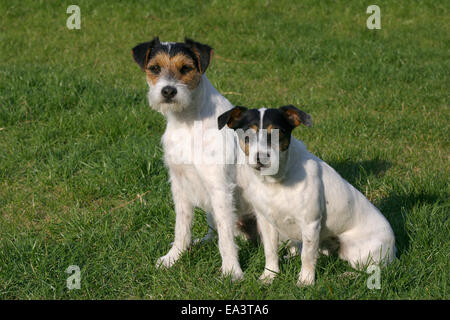 Parson Und Jack Russell Terrier Stockfoto