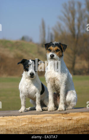 Parson Und Jack Russell Terrier Stockfoto