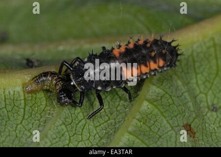 Bunte asiatische Ladybeetle - asiatische Marienkäfer - Harlekin-Marienkäfer (Harmonia Axyridis) Larb-va auf Blatt Stockfoto