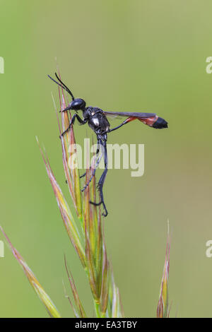 Rot-banded Sand Wespe Stockfoto