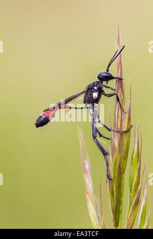 Rot-banded Sand Wespe Stockfoto