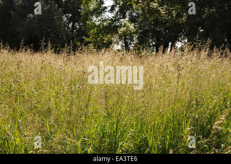 Wiese Rasen Stockfoto