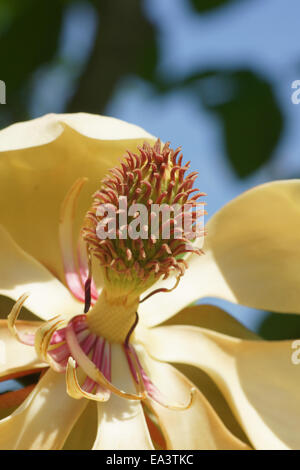 Japanische unten Magnolie Stockfoto