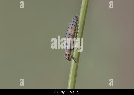 Sieben-Punkt-Marienkäfer (Coccinella Septempunctata) Larve auf einem Stiel Stockfoto