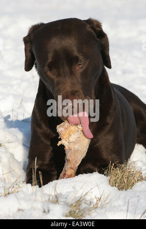 Labrator frisst Knochen Stockfoto