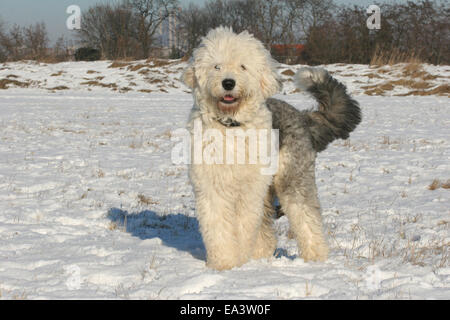 stehenden Old English Sheepdog Stockfoto