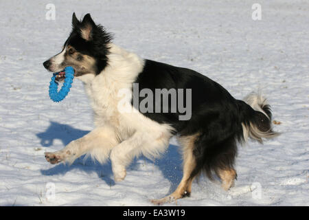 Border-Collie laufen Stockfoto