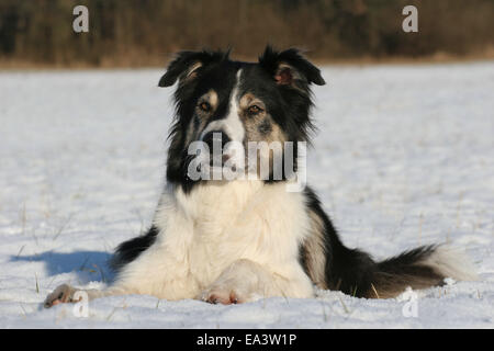 Border Collie im Schnee Stockfoto