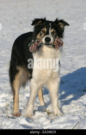 Border Collie im Schnee Stockfoto