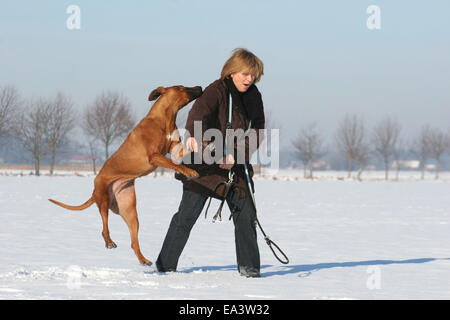 Frau mit Rhodesian Ridgeback Stockfoto