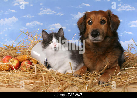 Katze und Hund Stockfoto