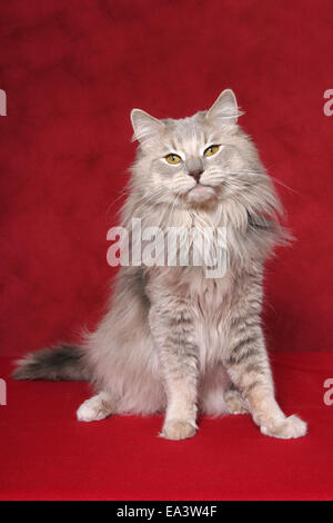 Norwegische Waldkatze Stockfoto