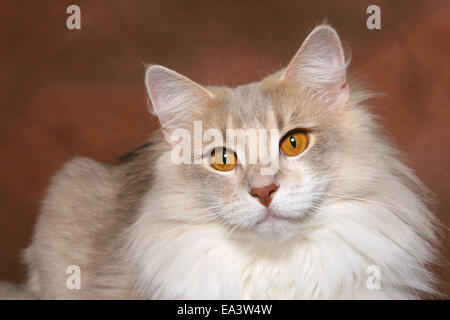 Norwegische Waldkatze Stockfoto