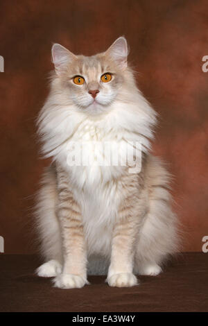 Norwegische Waldkatze Stockfoto