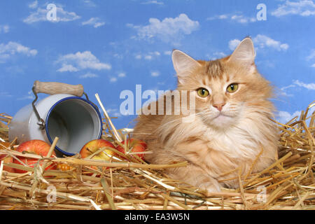 Norwegische Waldkatze Stockfoto