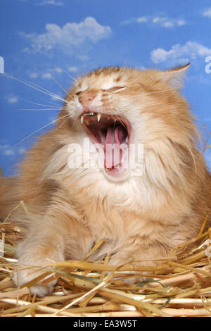 Norwegische Waldkatze Stockfoto