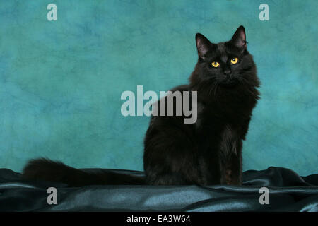 Norwegische Waldkatze Stockfoto