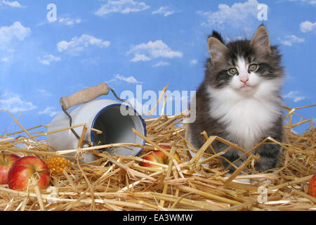 Norwegische Waldkatze Stockfoto