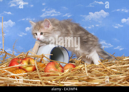 Norwegische Waldkatze Stockfoto