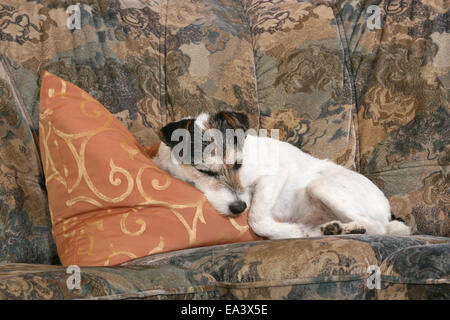 Parson Russell Terrier auf sofa Stockfoto