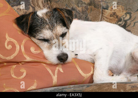 Parson Russell Terrier auf sofa Stockfoto