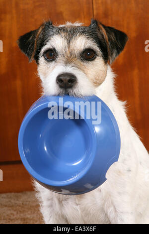 Parson Russell Terrier mit Futternapf Stockfoto