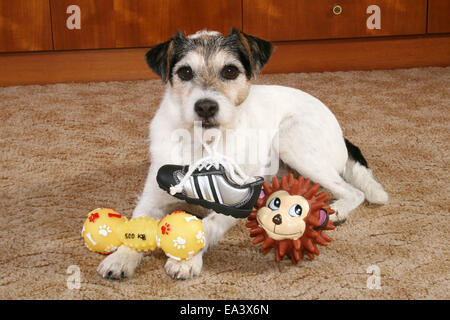 Parson Russell Terrier mit Spielzeug Stockfoto