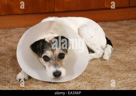 Parson Russell Terrier mit Essen Schüssel Rüsche Stockfoto