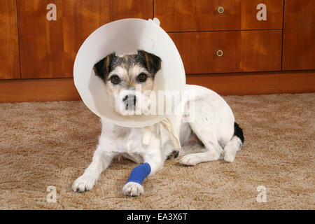 Parson Russell Terrier mit Essen Schüssel Rüsche Stockfoto