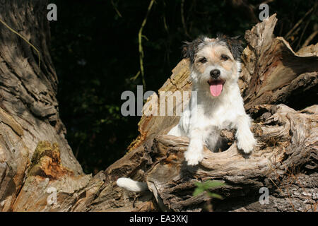 Parson Russell Terrier liegend Stockfoto