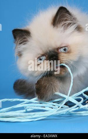 Perser Colourpoint Kitten Stockfoto