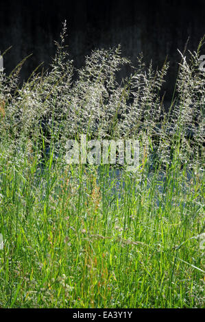 Wiese Rasen Stockfoto