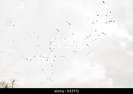 Krähen fliegen Stockfoto