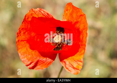 Roter Mohn-Blumen Stockfoto