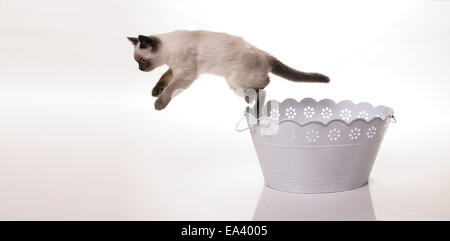 Porträt der Britisch Kurzhaar Katze Stockfoto