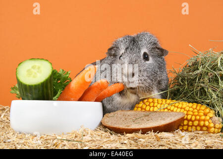 Guinea pig Stockfoto