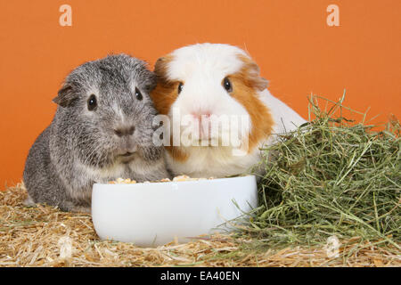 Guinea pig Stockfoto