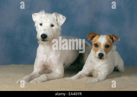 Parson Russell Terrier liegend Stockfoto