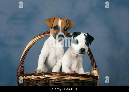 Parson-Russell-Terrier Welpen Stockfoto